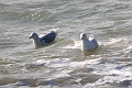 glaucous gull, glaucous gulls-08